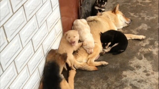 Xiao Hei, who used to like to snatch puppies to play with, has now given birth to a litter of puppie