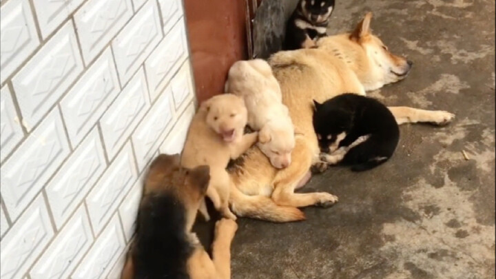 Xiao Hei, yang dulu suka merebut anak anjing untuk dimainkan, kini telah melahirkan anak-anak anjing