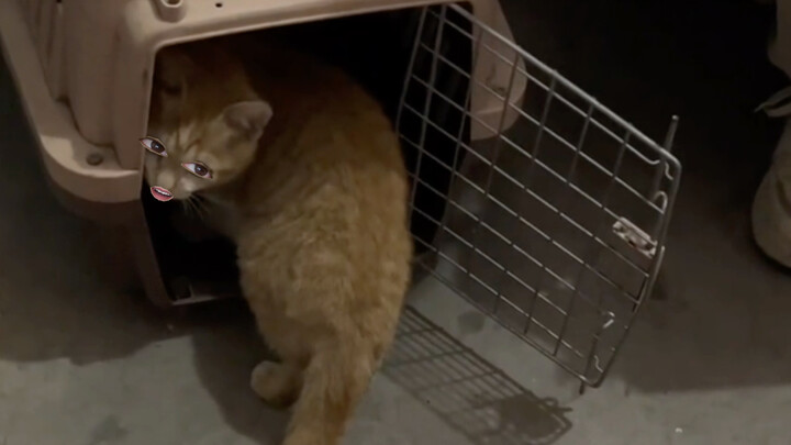 猫咪：这还犹豫啥了