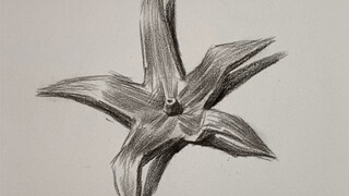 [Still Life Sketch] How to Draw Tomato Leaves