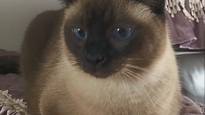 Boss is so cold today, hugging my paws meow!