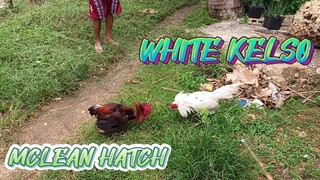 Mclean Hatch VS White Kelso spar