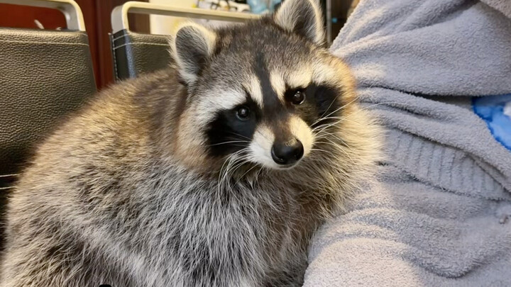 Raccoon failed to lose weight! #LittleRaccoon #CutePetDebutPlan