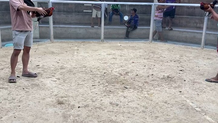 Talo na naman Apakaalat 🫡🐓