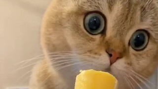 "Thirty cats can't put together a single brain."