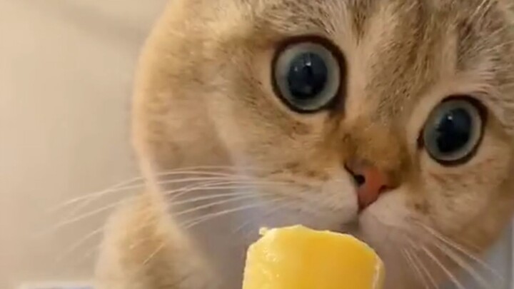 "Thirty cats can't put together a single brain."