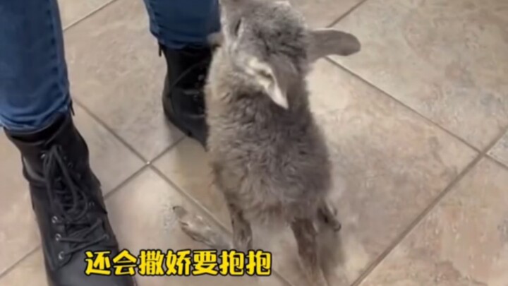 Pasangan asing di pinggiran kota tak sengaja bertemu seekor kanguru kecil yang menggemaskan