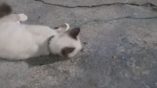 ความสุขของนาง