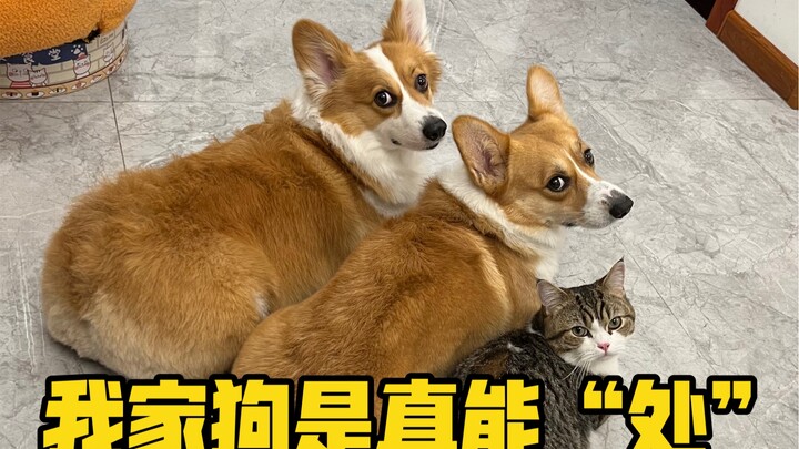 หมาบ้านฉันเข้ากับคนได้ดี