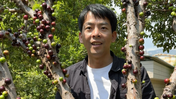 Sudah tiba lagi musim matangnya buah jambu biji pohon.