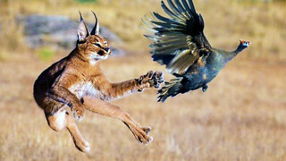 "This cat can fly, but it's terrible."