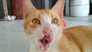 CLEFT PALATE CAT #cutecats #cleftpalate #puspin