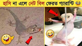 পশু-পাখিদের এমন কান্ড দেখে হাসি থামাতে পারবেন না😂 | Funny Animals Video 2022 | Animal Moments P-41