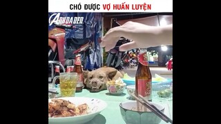 Chó Của Vợ Huấn Luyện