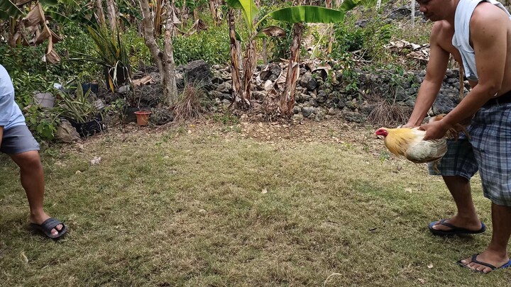 sparring muna si whitegold at si pula