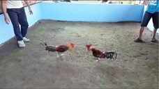 2018 New Year Paputukan Sparring Videos by Bangis Gamefarm