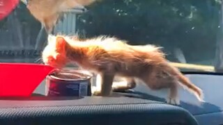 Kitten cries to call his mama in the middle of the forest - Rescue a Kitten in the forest