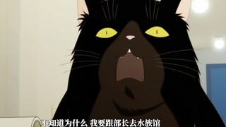 得知女主要和男上司约会，一米八的猫猫惊呆了