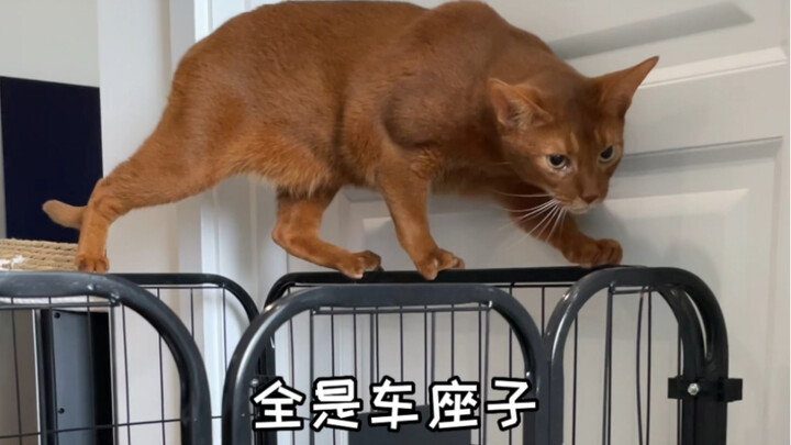 Thì xin được giải thích chính thức nhé…