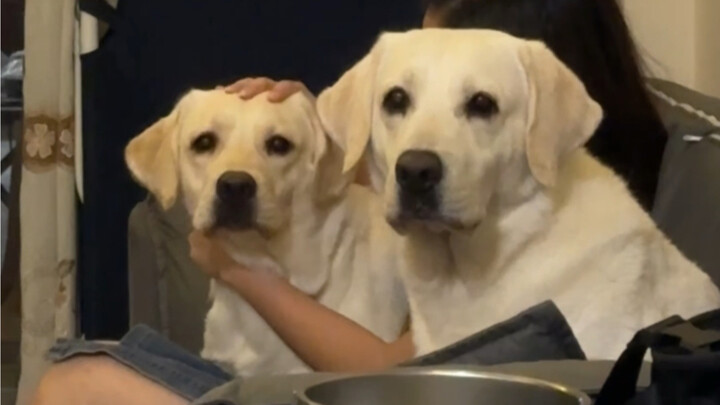 Can a dog mom recognize her own daughter?