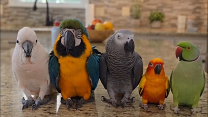 Funny parrot acting