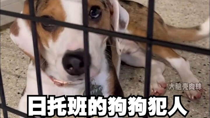 Hari ini, siapa saja “penjahat” di penjara anjing?