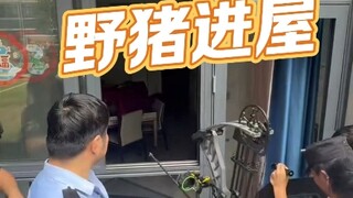 خنزير بري يدخل منزل أحد السكان ويتم إزالته بأمان تحت قيادة الشرطة الخاصة