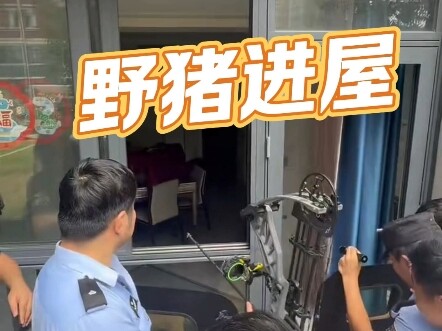 Wild boar runs into residential home; safely removed under SWAT command