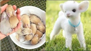 น่ารักมาก! Cutest baby animals Videos Compilation Cute moment of the Animals - Cutest Animals 1