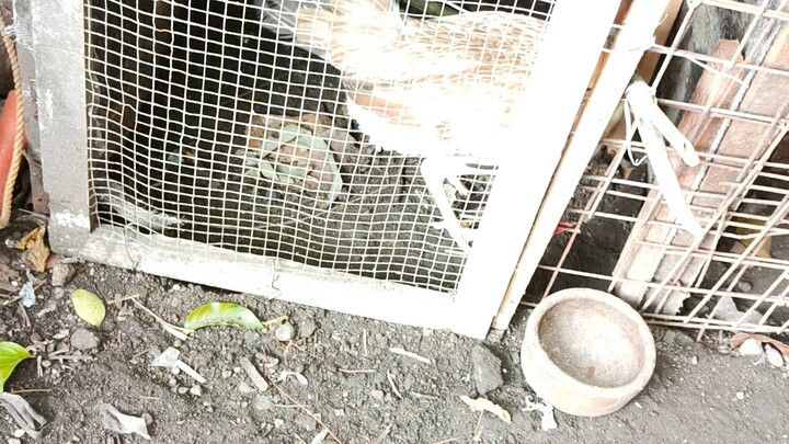 combine Asil and Peruvian