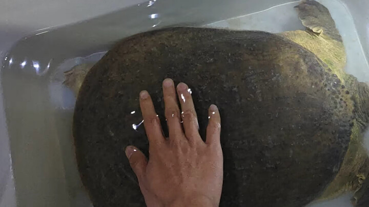 ปลาแม่น้ำเล็กๆ จากภูเขาแท้ๆ