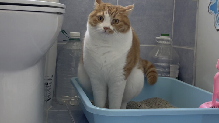 It won’t go in the morning or at night, but as soon as everyone’s downstairs, it decides to poop.