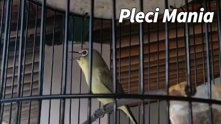 pleci Jawara Masakini