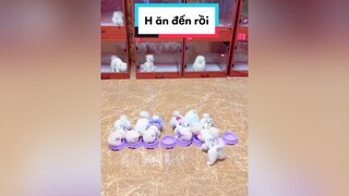 H ăn đến rồi phocsoc nguyenkienpom chó chó_cưng pomerian