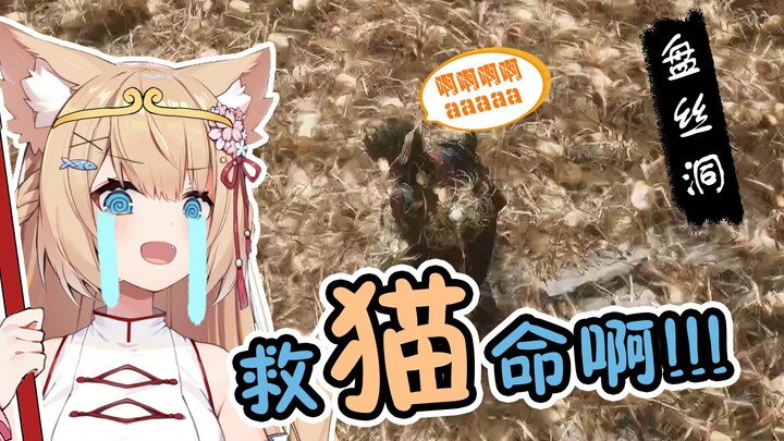 【黑神话：花猿猫】日本橘猫盘丝洞蜘蛛海见面会