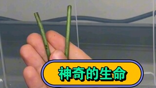 大自然孕育的神奇生命