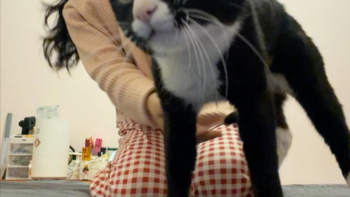 เลี้ยงแมวสายพันธุ์นมมันสนุกมากเลยนะ