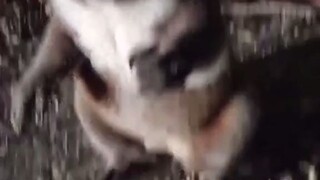 Tiba-tiba bertemu seekor koala kecil yang salah masuk ke jalan raya... Awooo awooo, dia sebenarnya s