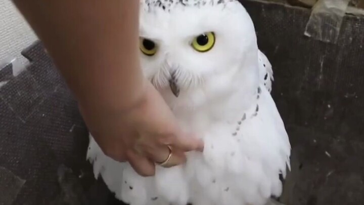This fluffy snowy owl just bursts into fluff at the touch—doesn’t it look like it’s wearing a dress?