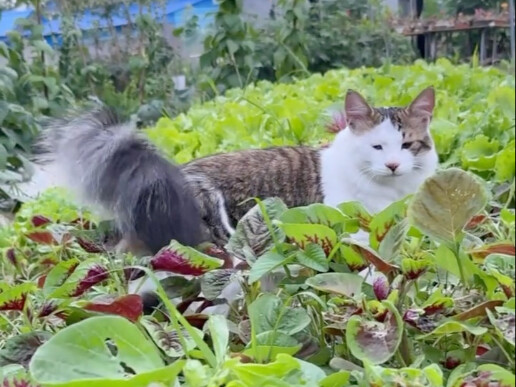 Even a gardening pro like Little Grandma can get tricked when buying seedlings—guess it’s still safe