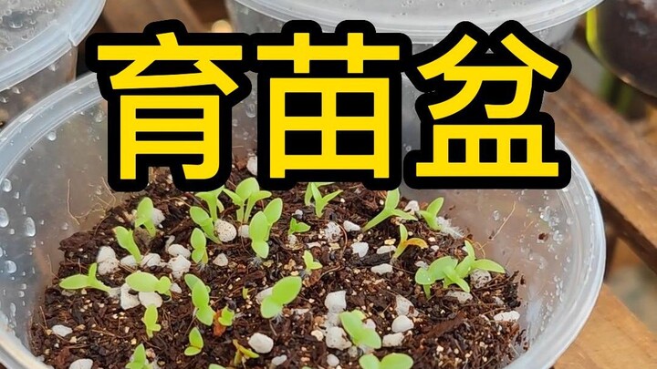 Seedling pot