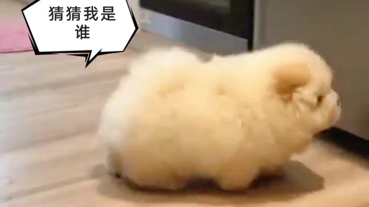 If the little Pomeranian knew you were its owner, wouldn't it be so happy?