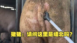 Zhu Zhu: Excuse me, is this Northern Myanmar?