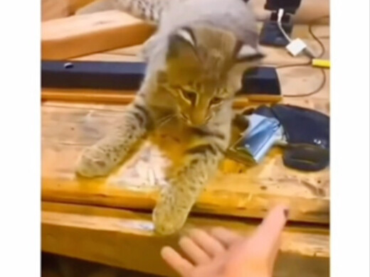 Dog: So this is the stray cat you picked up?