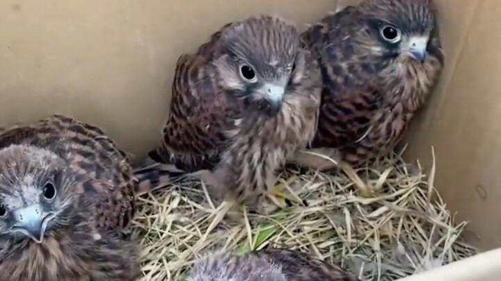 Discovered a nest of red kites and decided to take care of them too.