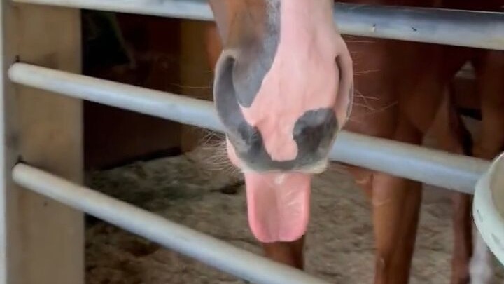 A little horse goes fishing, and a two-legged creature takes the bait.