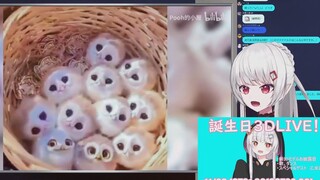 Japanese hotties watch cute pets