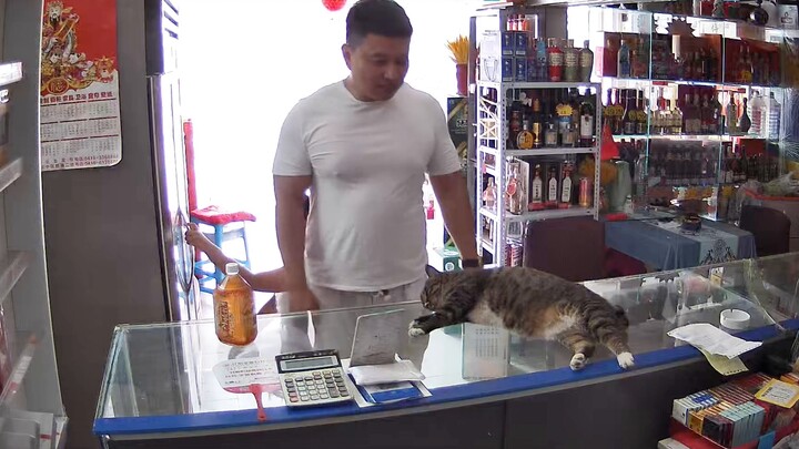 Khi ông chủ nuôi mèo trong siêu thị, phản ứng của các khách hàng khác nhau mỗi ngày thật buồn cười, 