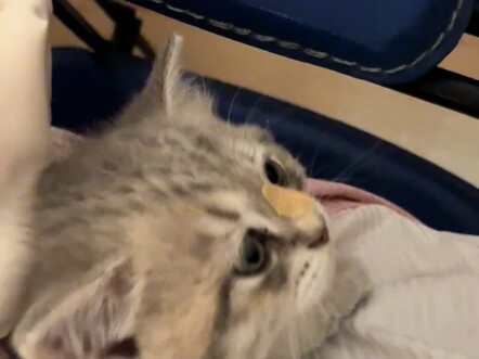 Mẹ ơi, con ngửi thấy rồi, ở ngay gần đây!