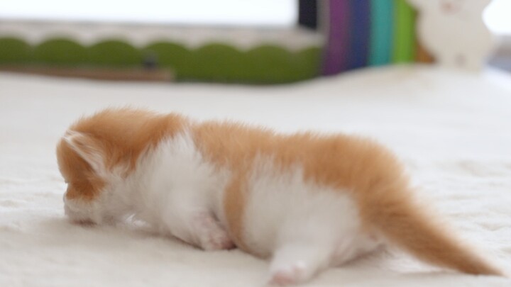 The little ones are getting cuter and cuter~